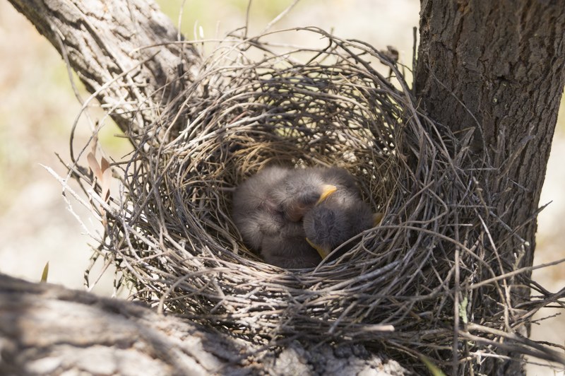 dusky woodswallow chicks in a nest 4k
