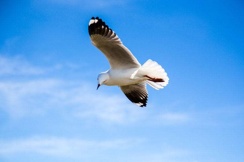 bird wing seagull and animal 4k