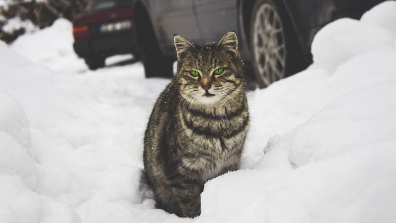 cat, green-eyed, snow, 4k