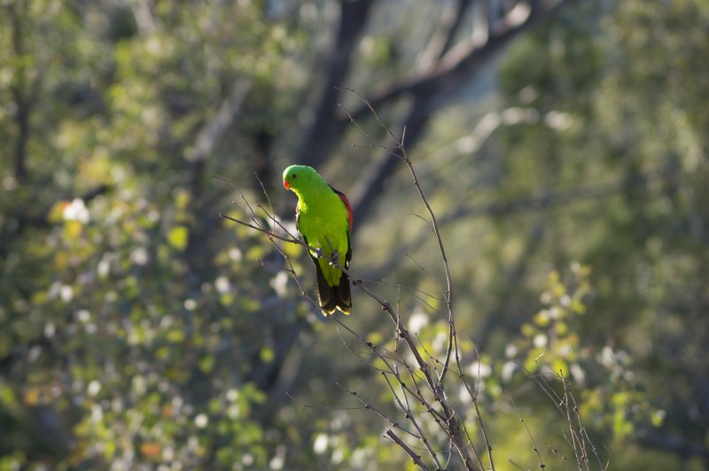 red winged parrot 4k