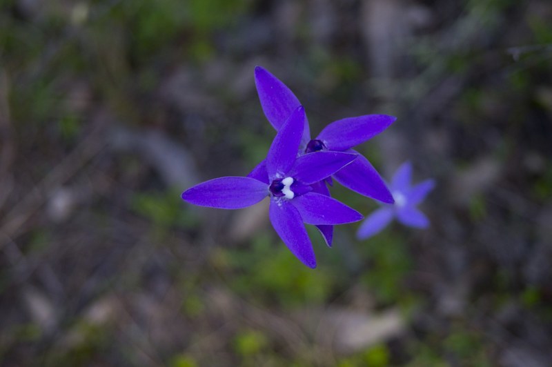 glassodia major orchid 4k