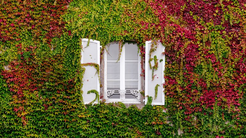 window, foliage, facade, 4k