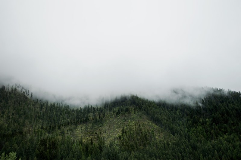 foggy roadside views 4k