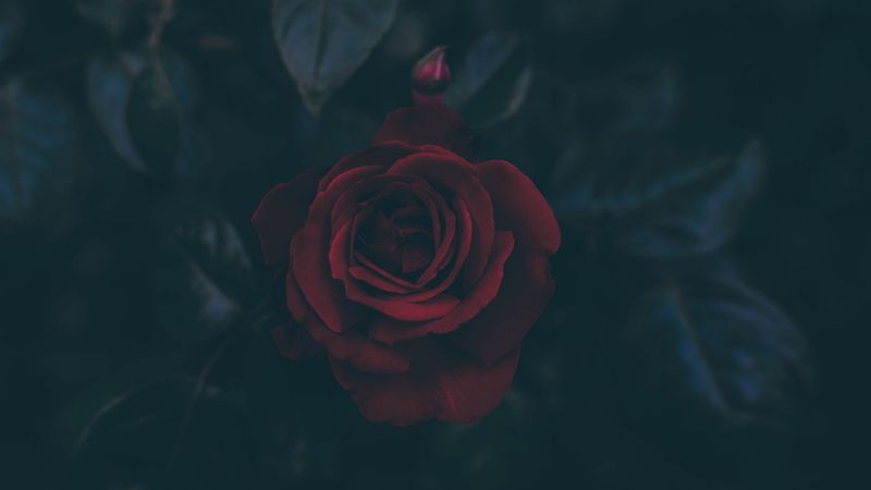 rose, bud, dark, leaves, 4k