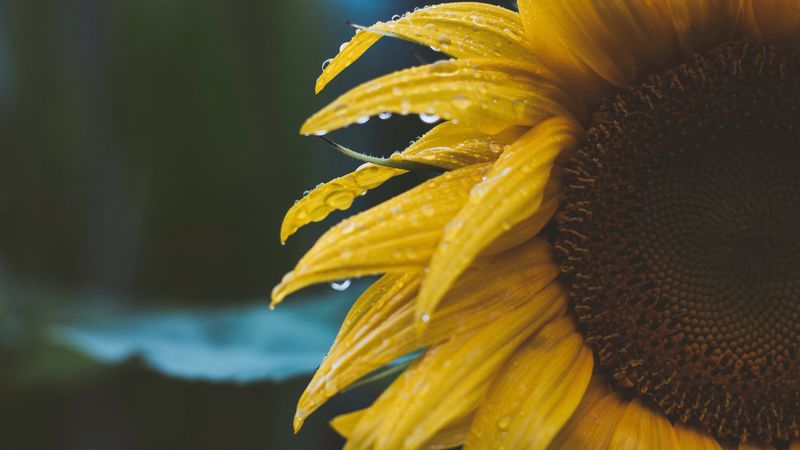 flower, yellow, petals, dew, drops, 4k