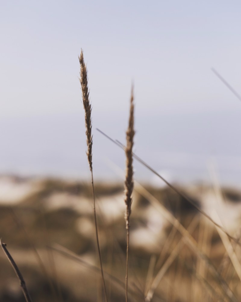 a beach in belgium 4k