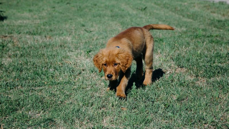 puppy, dog, grass, 4k