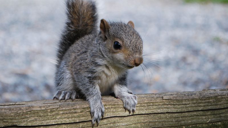 squirrel, rodent, timber, 4k