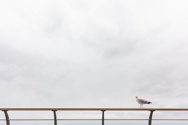 bird seagull sea bird and railing 4k