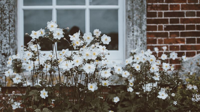 flowers, window, flower bed, 4k