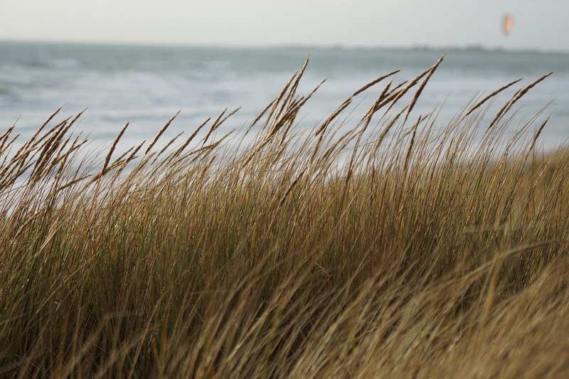 plage vegetation beach and lande 4k