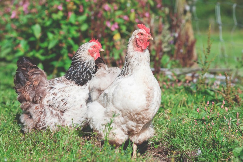 a couple of hens in a farm, _hens 4k