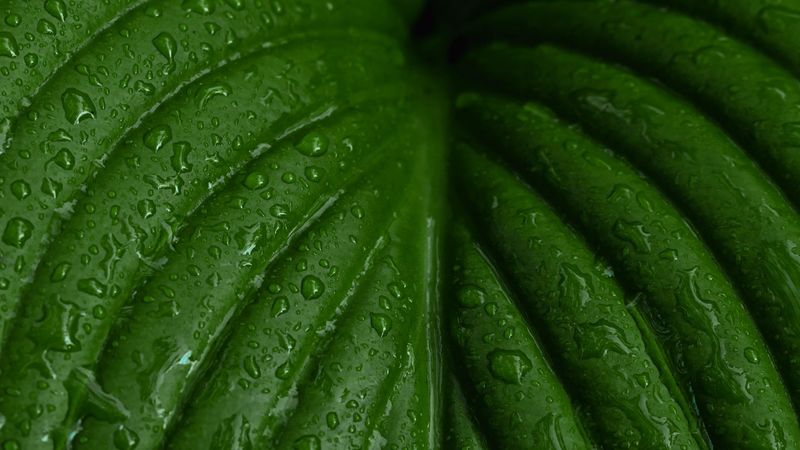 leaf, macro, drops, plant, 4k