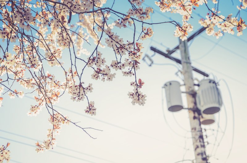 urban cherry blossom tree with clear blue sky and telephone line vancouver, blossom vancouver 4k