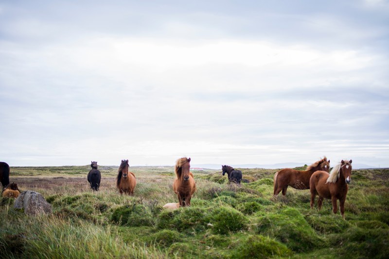 a herd of wild horses grazing in a green meadow, wild horses in a meadow 4k