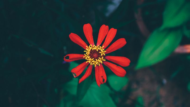 flower, bud, petals, 4k