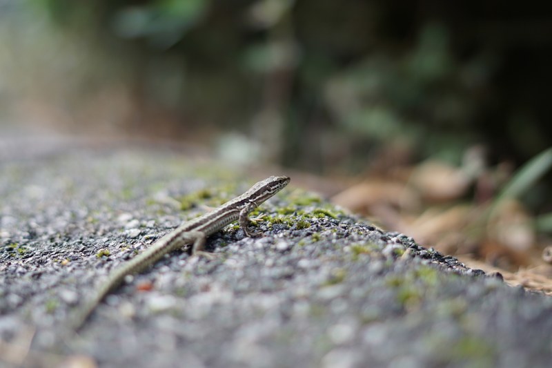 a macro shot of a small lizard sitting on a mossy rock, tiny lizard in macro 4k