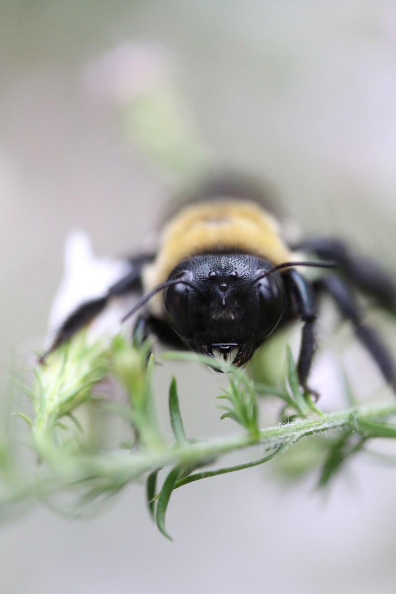 a close up of the head of a bee sitting on a green plant stem in rocky gap campgrounds, close up of a bees head 4k