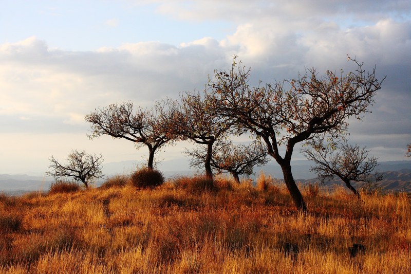short sparsely leaved trees in orange grass under a cloudy sky, trees in the orange grass 4k
