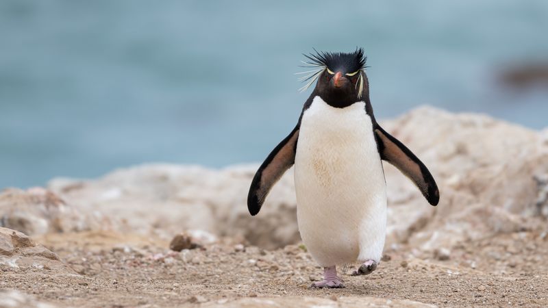 penguin, animal, funny, 4k