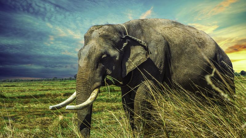 elephant, grass, walk, 4k