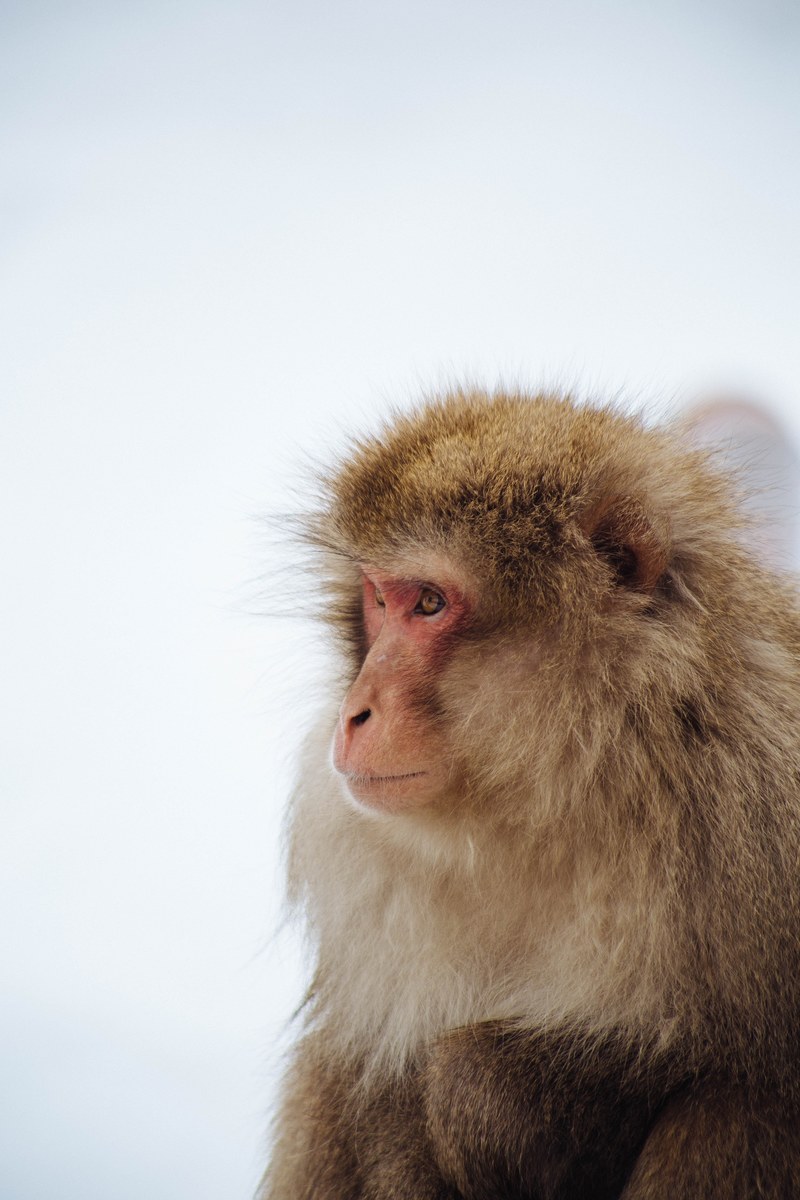 a snow monkey niseko, snow 4k