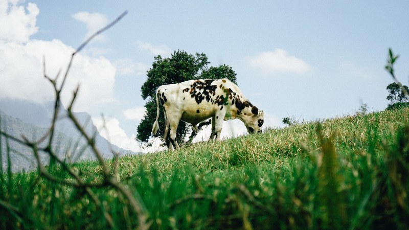 cow grazing animal and cattle 4k