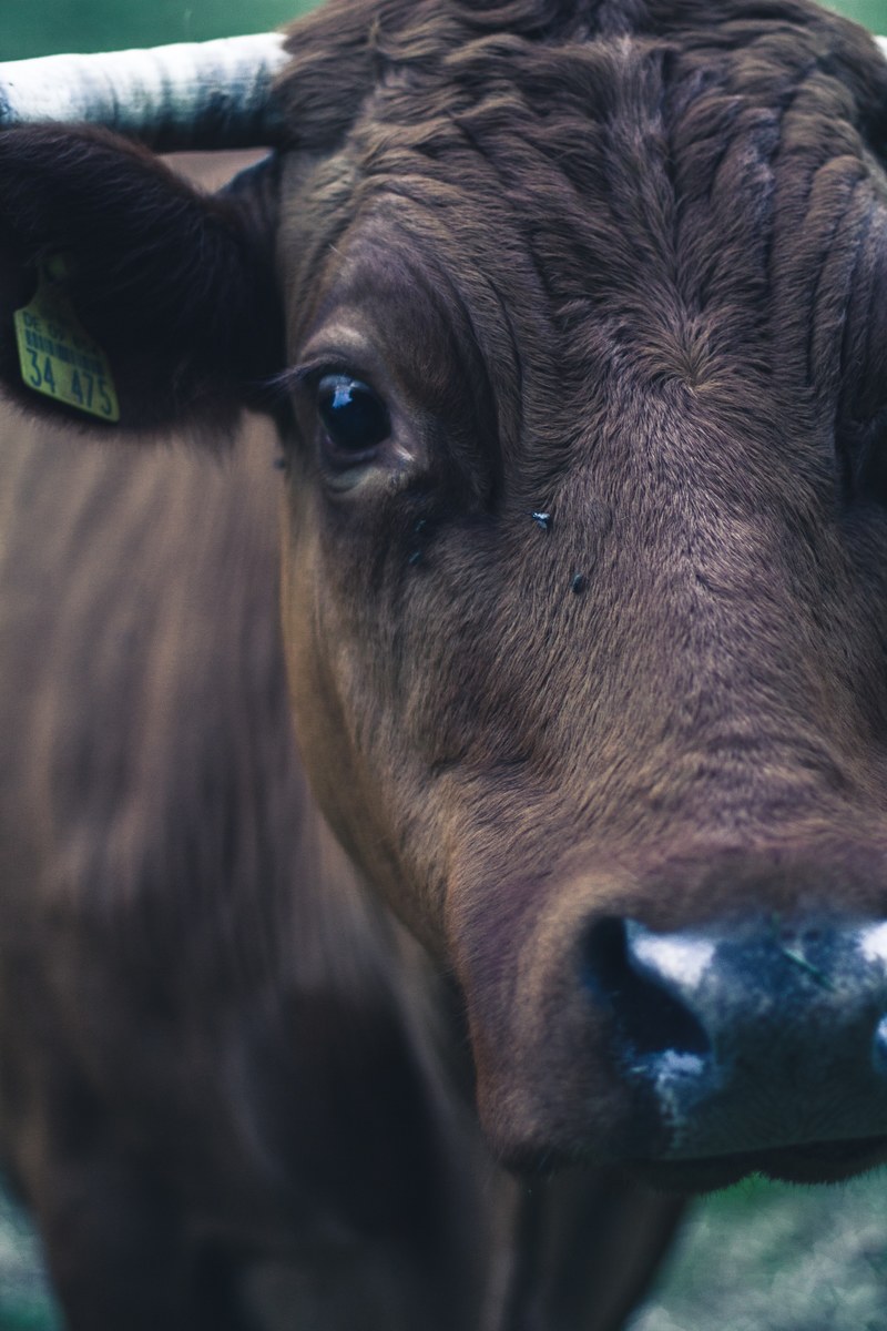 cow eye animal and bull hd, 4k