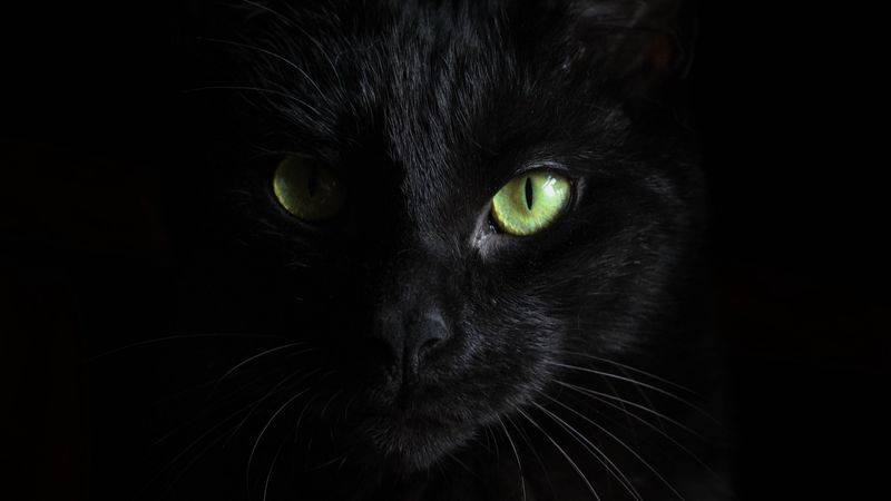 black cat, muzzle, look, 4k