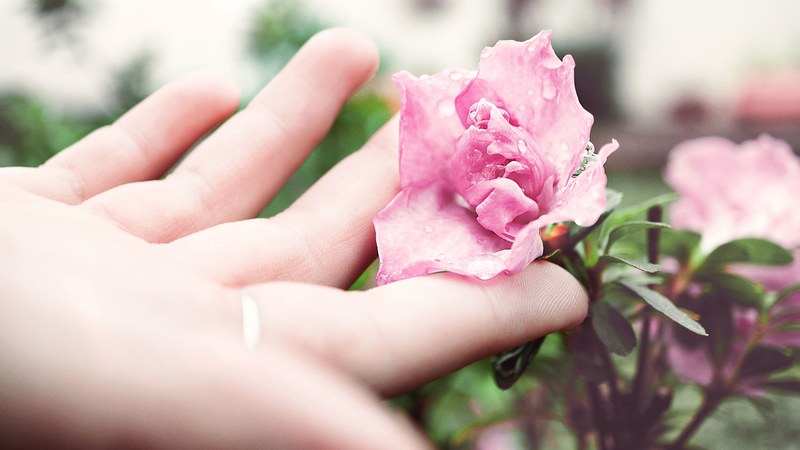 a persons hand gently touching a pink flower, caressing the silky petals 4k