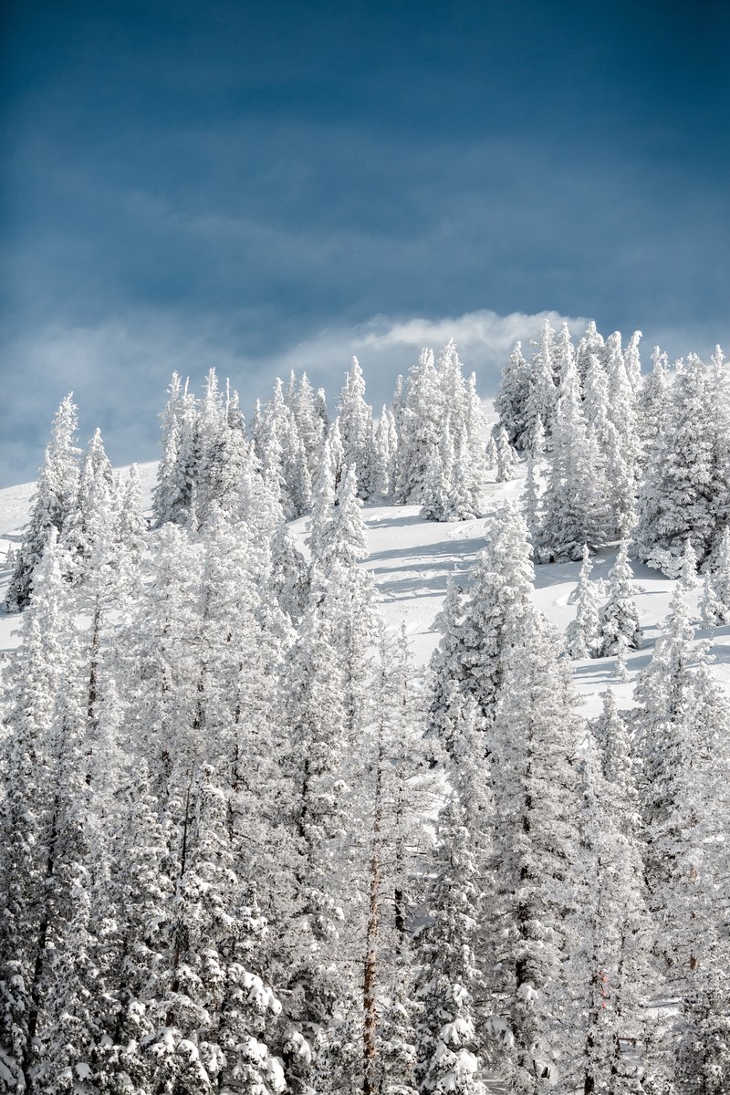 white pine trees on a wintry slope under a dark blue sky, winter pines 4k