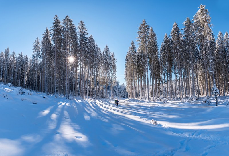 a rich shot of people hiking through a field of snow near tall trees, lost in the wilderness 4k