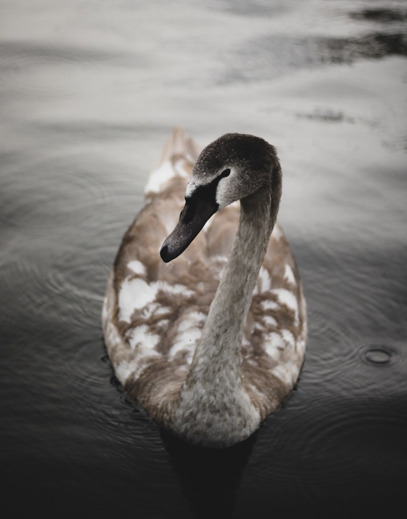 mother goose 4k