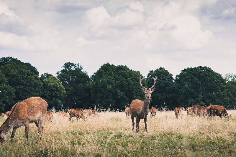 a herd of deers in a grassy field in richmond park, grazing deer herd 4k