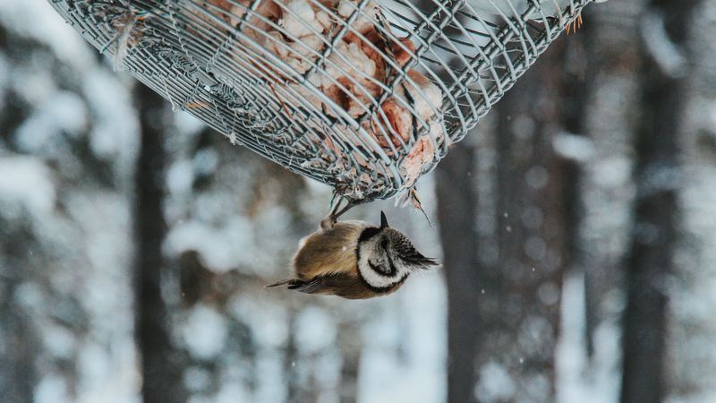 bird, stack, snow, 4k
