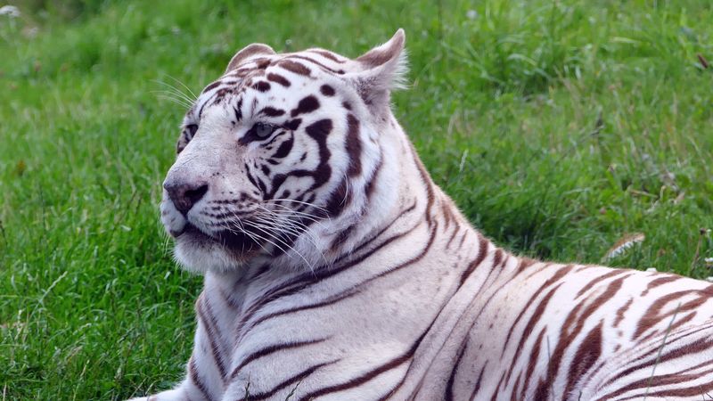 tiger, predator, grass, lies, 4k