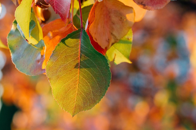 a macro shot of leaves on a tree, _macro tree leaves image 4k