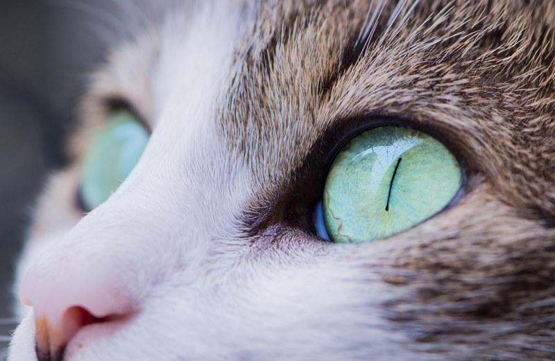 macro of a cats green eyes, green cat eyes in macro 4k