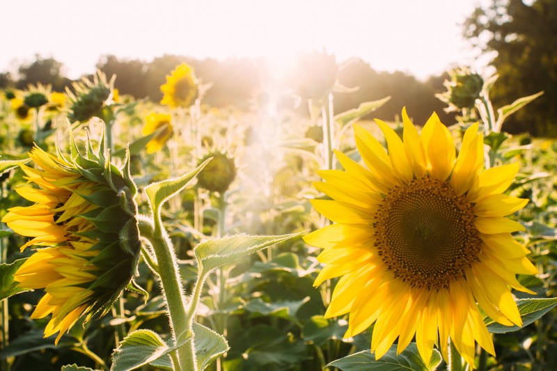 a bright shot of a field full of blooming sunflowers with a lens flare effect, in the middle of a sunflower field 4k