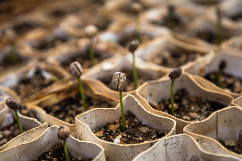 plant coffee seedling and seed 4k