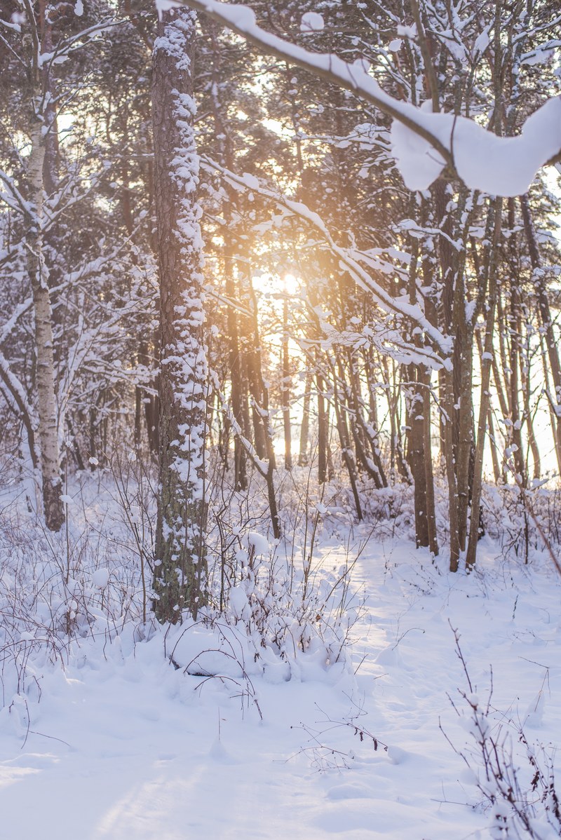 tree tallinn sunlight and sun hd, 4k