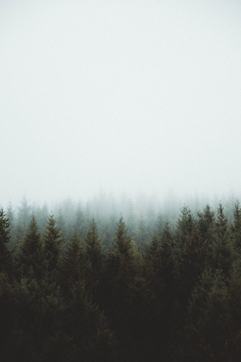 stay wild_ 4k