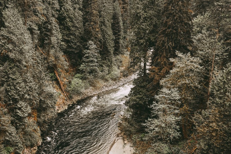 a bend in a bubbling river in an evergreen forest, river bend 4k