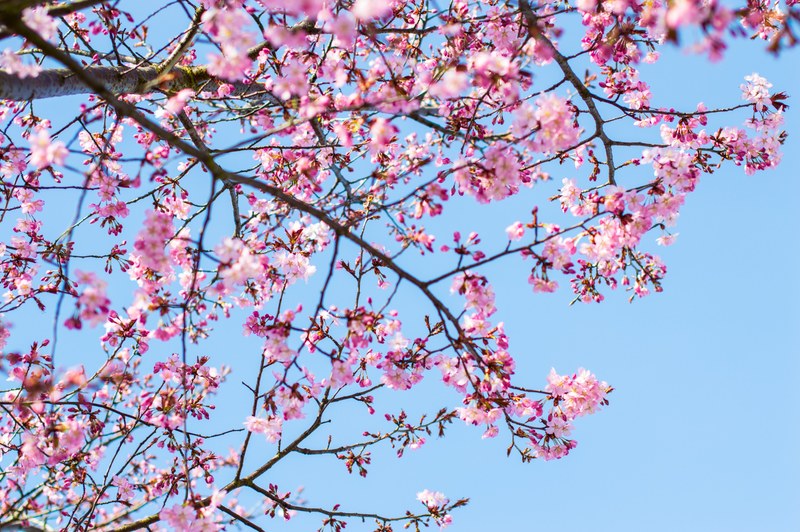 branchlet branch cherry blossom and plant 4k