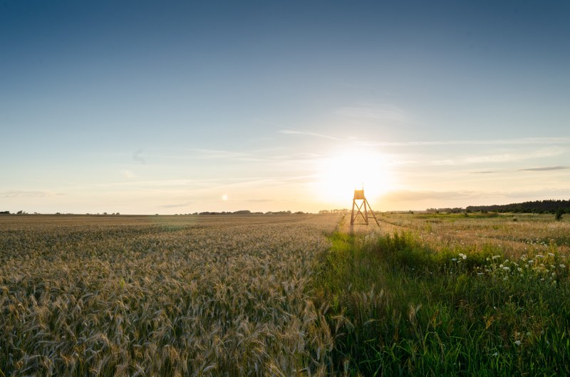field sky farmland and crop 4k