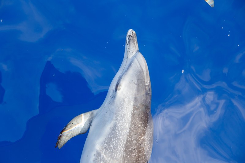 diving water swimming and ocean 4k