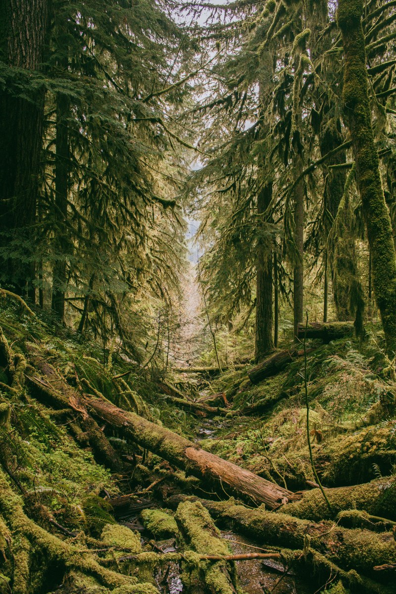 an evergreen forest with moss covering everything from tree trunks to fallen logs on the ground, broken log path 4k