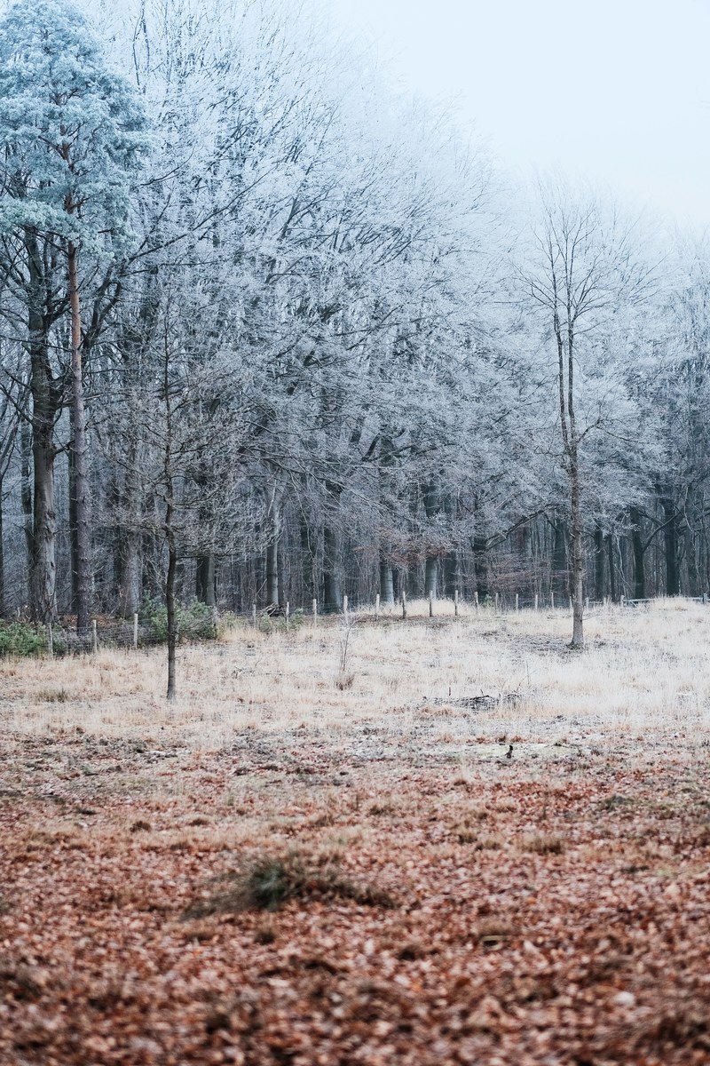 a small fence and frozen grass near frost covered trees, winter 4k