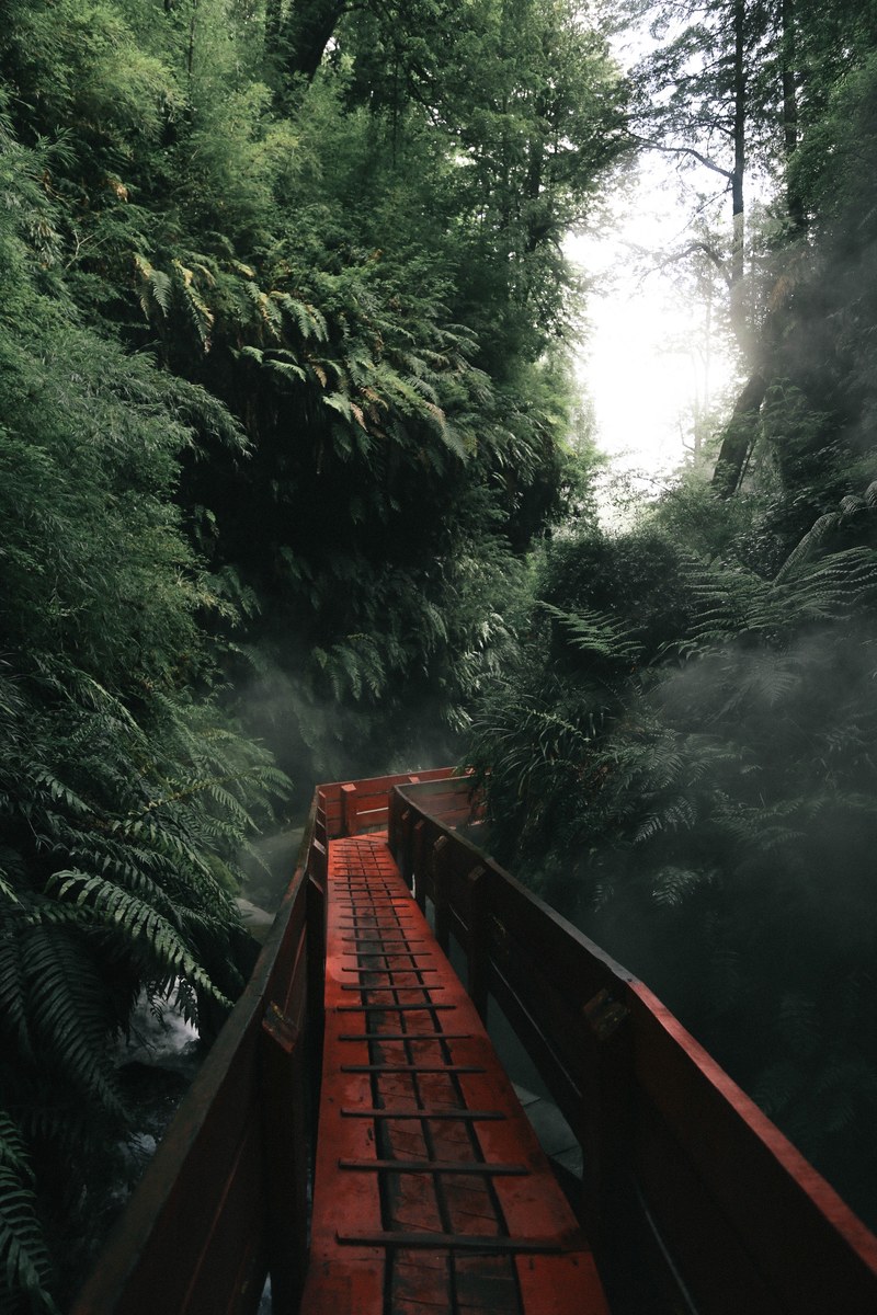 a red walking pathway that travels through a heavily treed forest, _zig zag road 4k