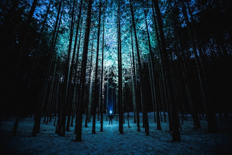 a person in a coniferous forest shining a flashlight on the treetops after dusk, in a forest after dark 4k